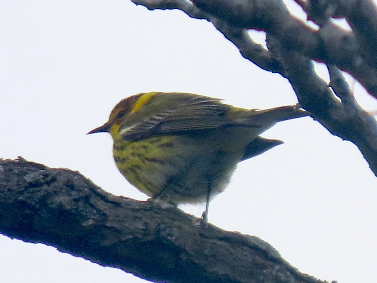Cape May Warbler - ML618083176