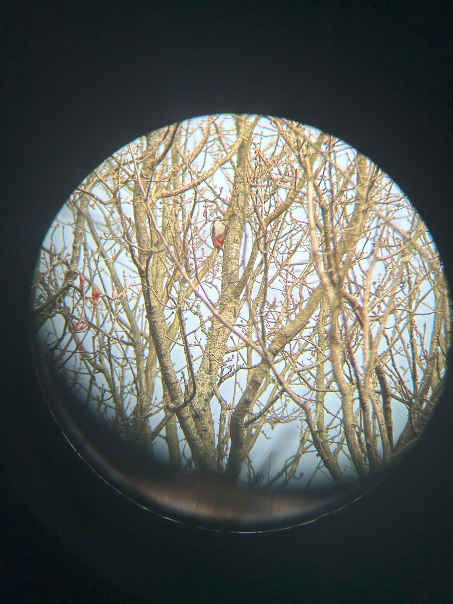 Great Spotted Woodpecker - ML618083182