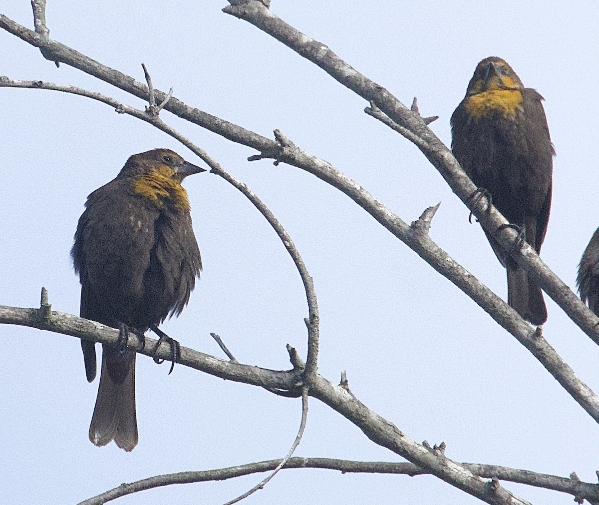 Yellow-headed Blackbird - ML618083193