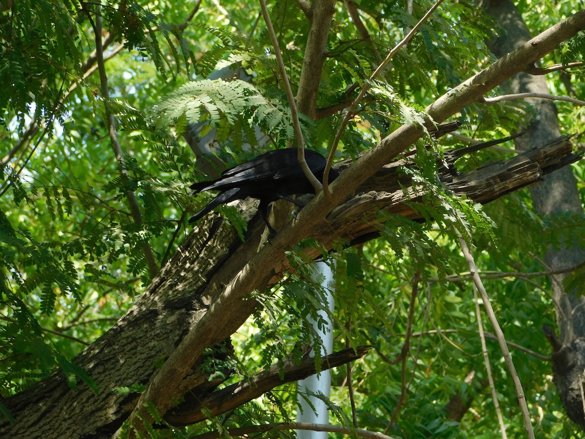 Large-billed Crow - Vidhya Swaminathan