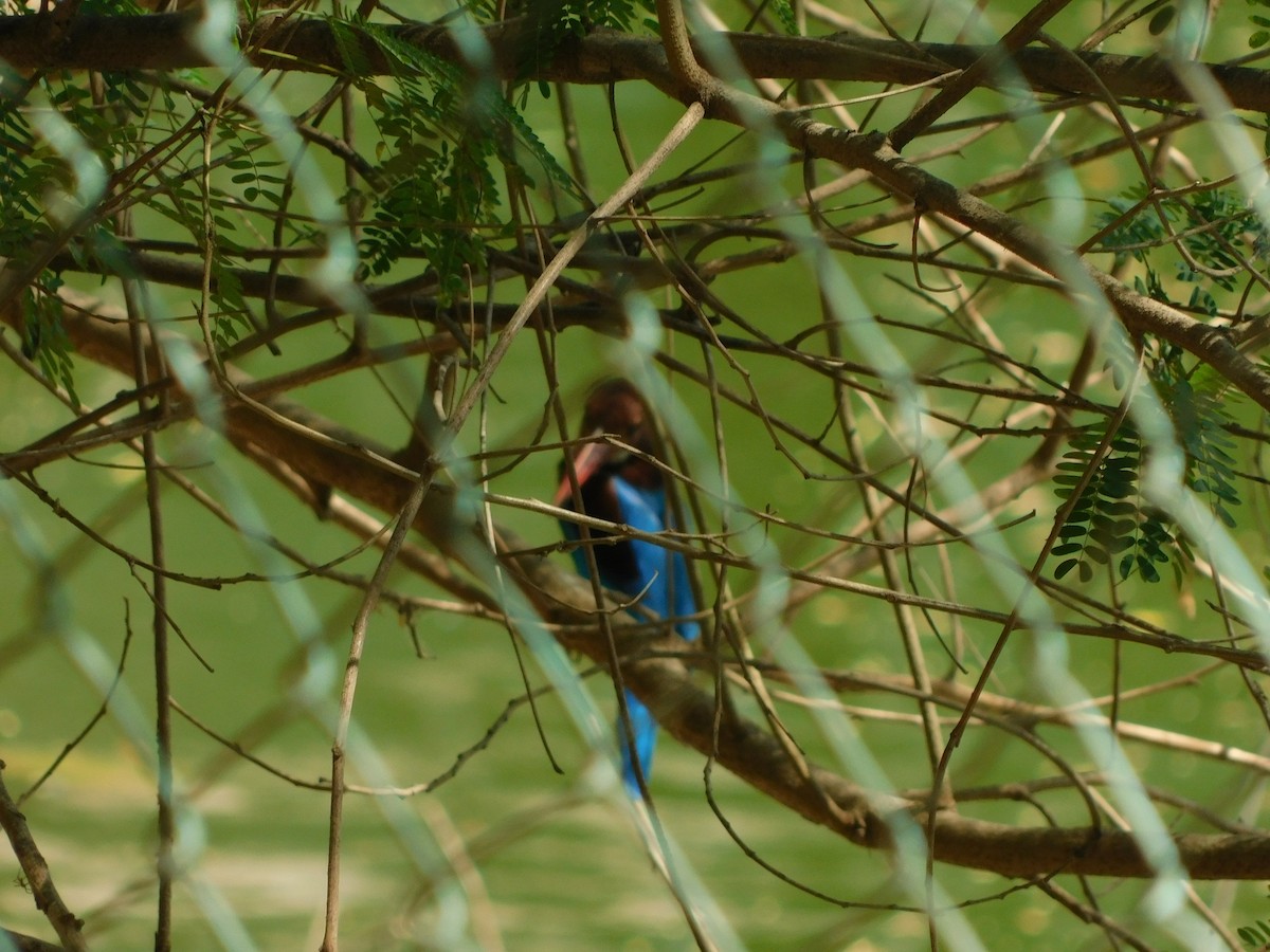 White-throated Kingfisher - Vidhya Swaminathan
