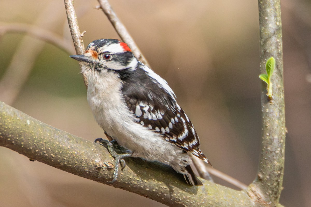 Downy Woodpecker - ML618083241