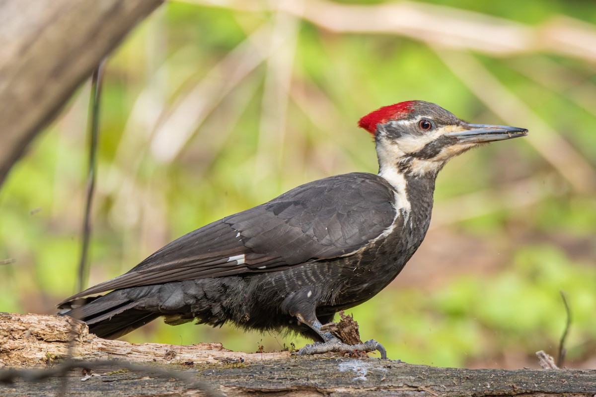 Pileated Woodpecker - Steven Bruenjes