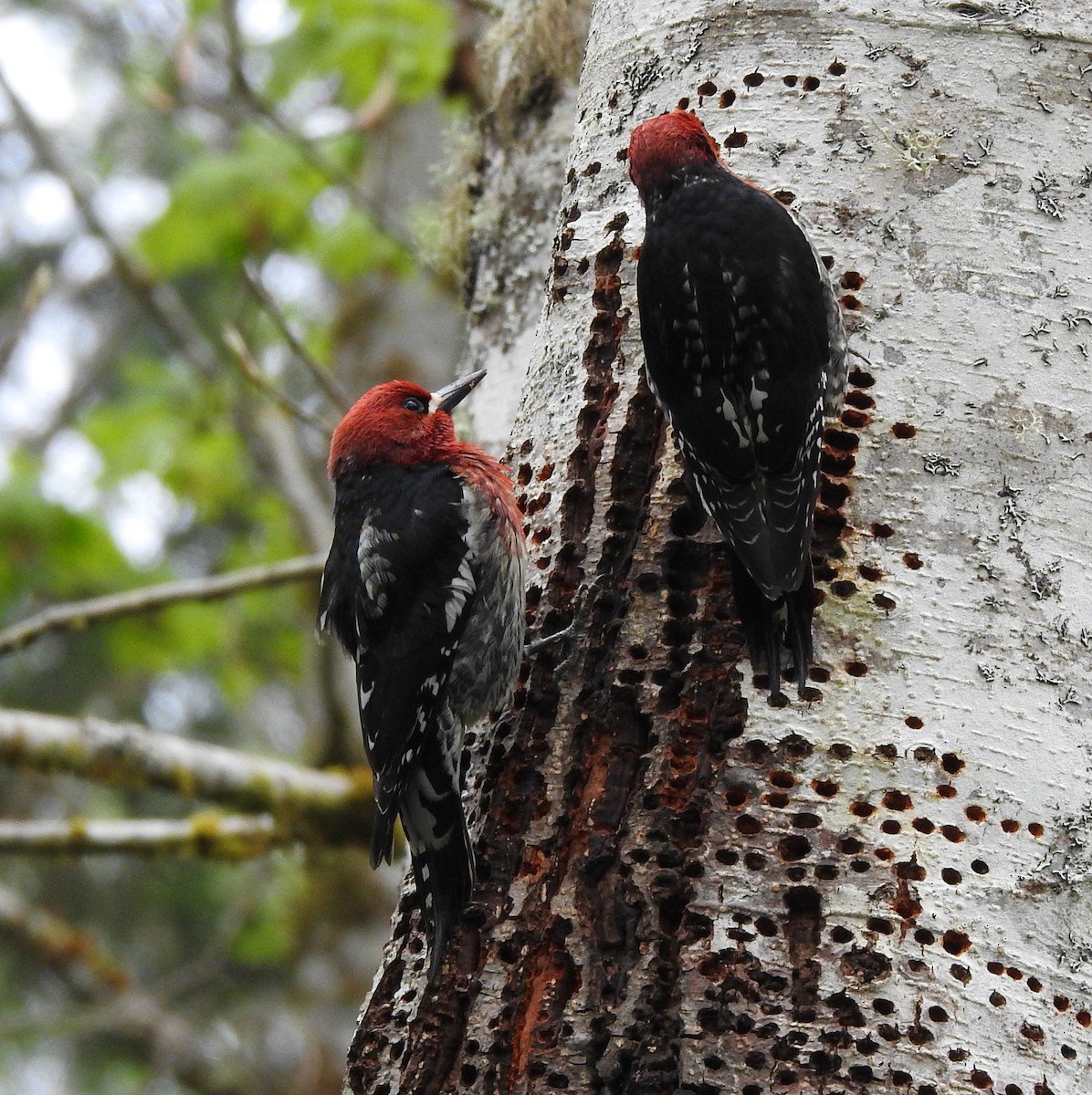 Red-breasted Sapsucker - ML618083276