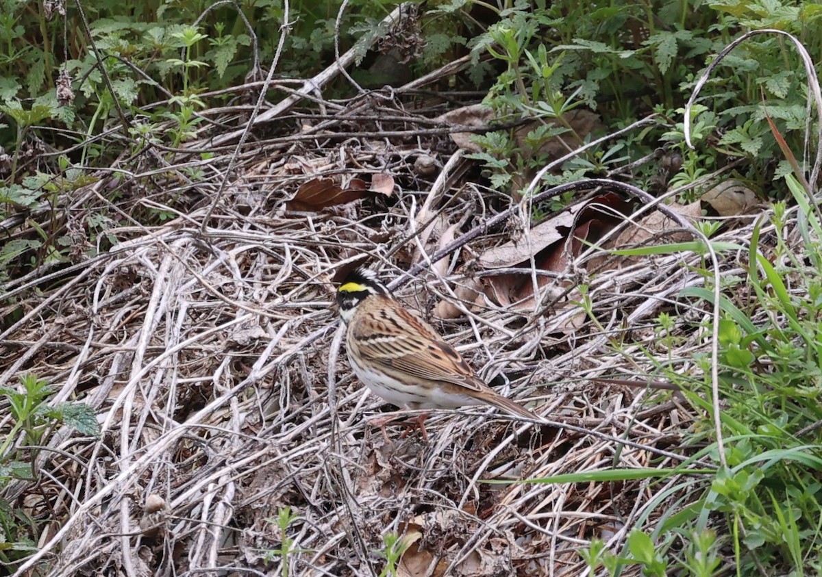 Yellow-browed Bunting - ML618083304