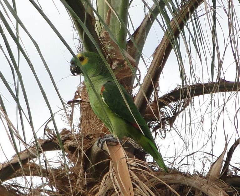 Turquoise-fronted Parrot - ML618083420