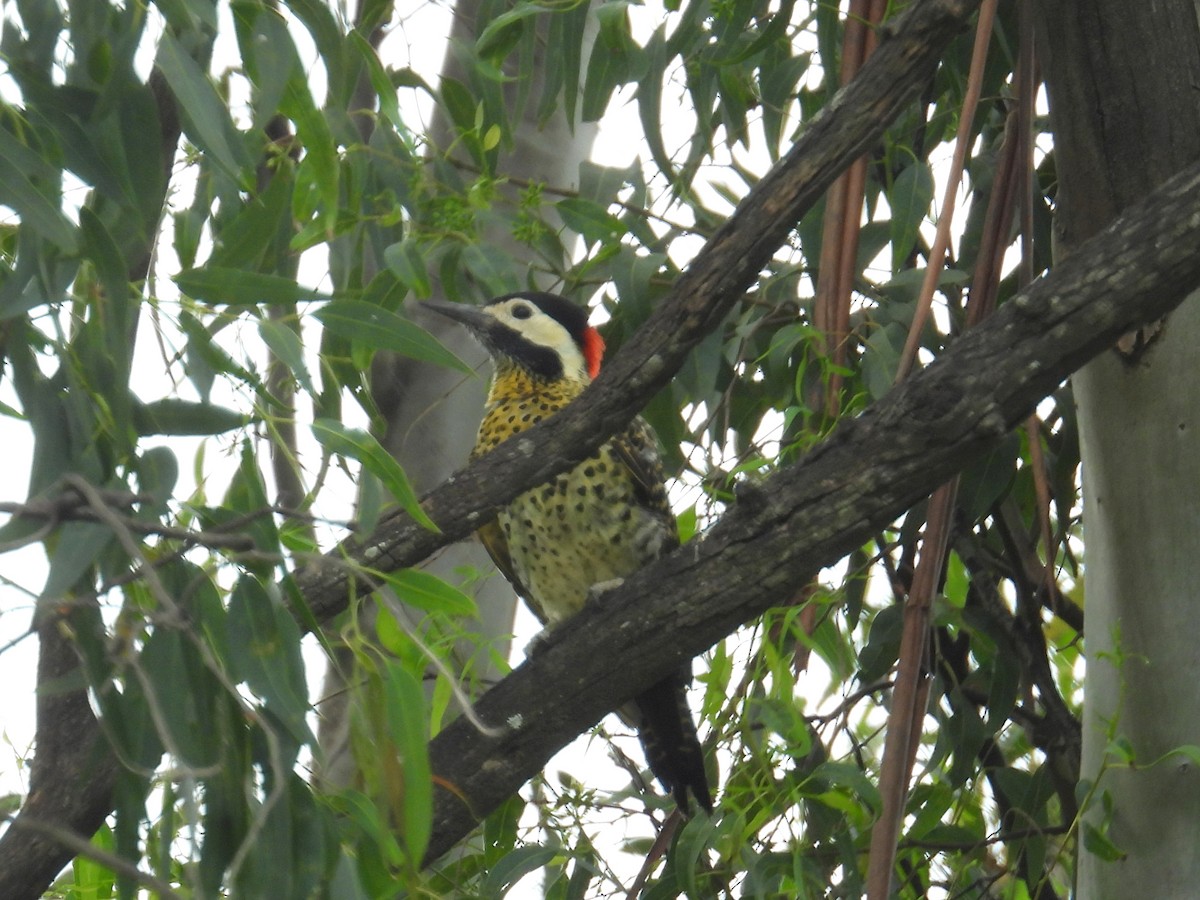 Green-barred Woodpecker (Golden-breasted) - ML618083426