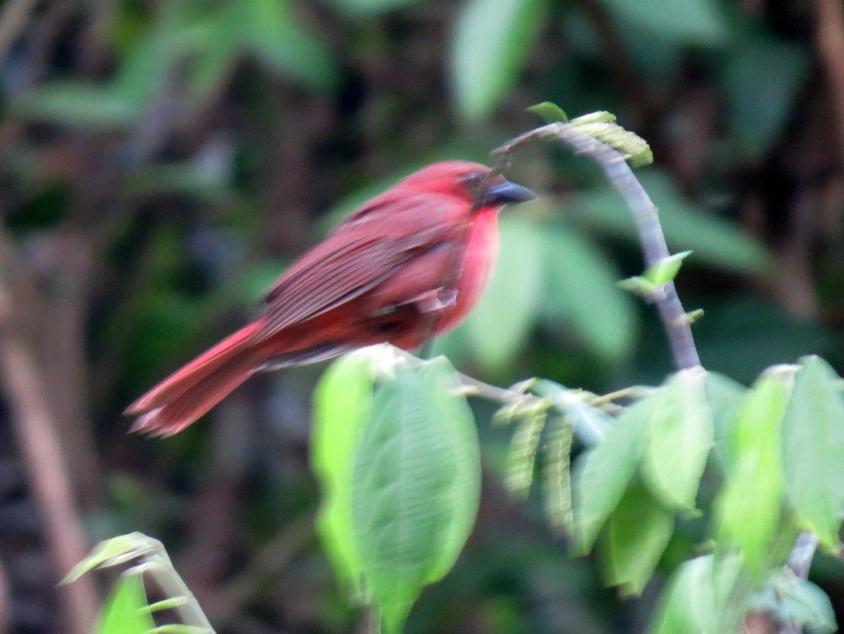 Red-throated Ant-Tanager - ML618083430