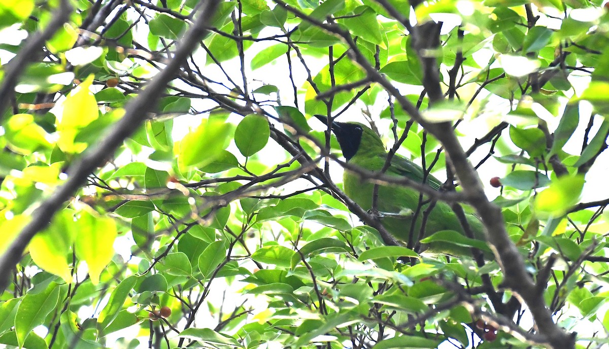 Greater Green Leafbird - ML618083431