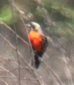 Red-breasted Meadowlark - ML618083461