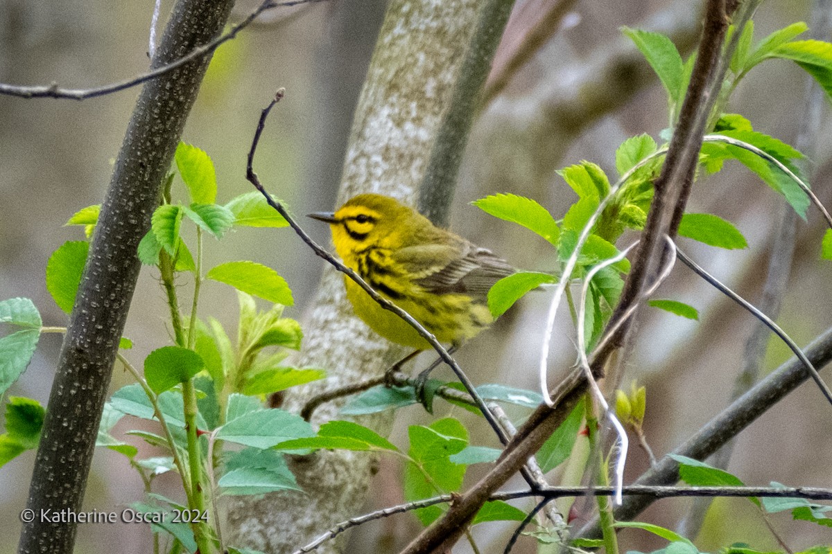 eBird Checklist 28 Apr 2024 Fannie Stebbins Wildlife Refuge 31