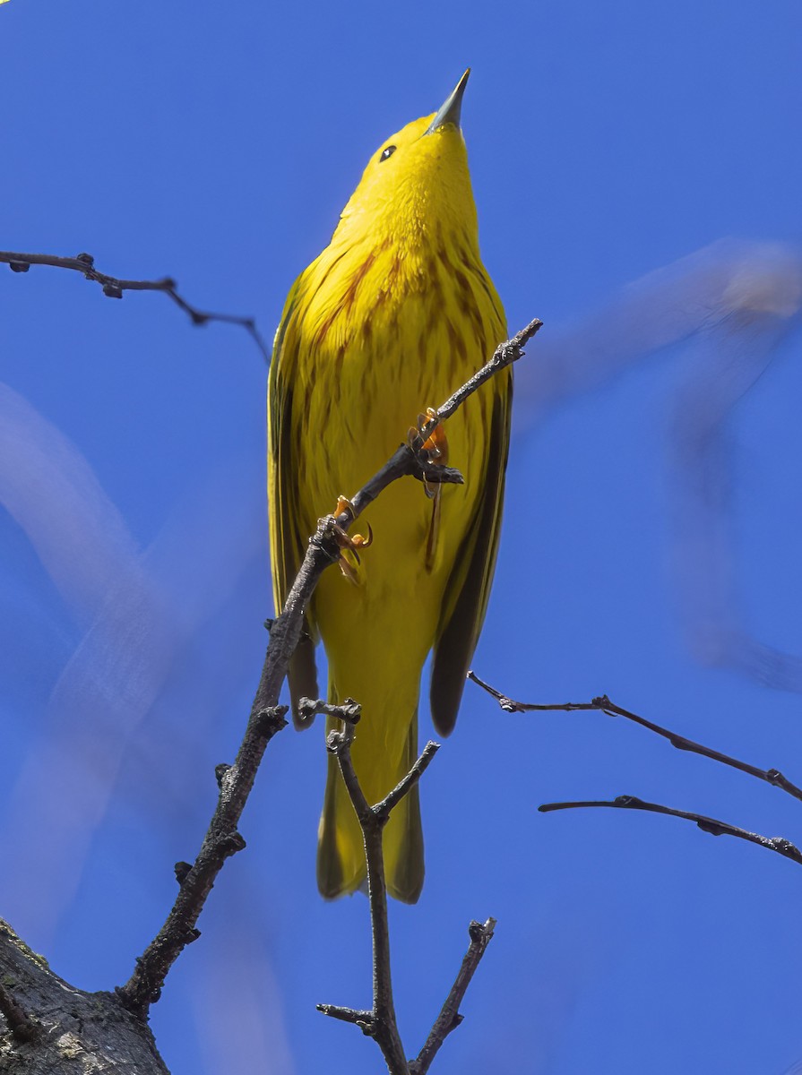 Yellow Warbler - ML618083561