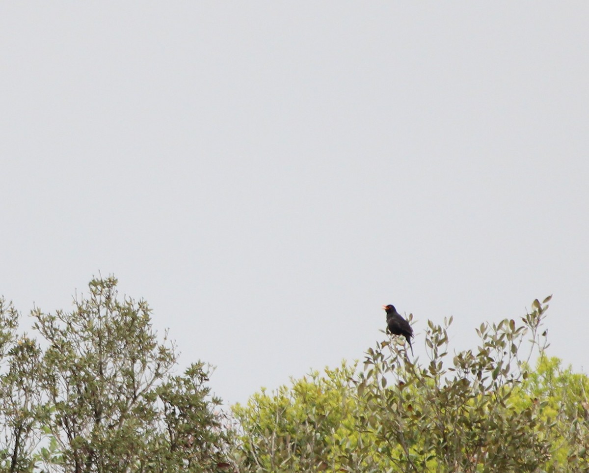 Eurasian Blackbird - Pau Iglesias