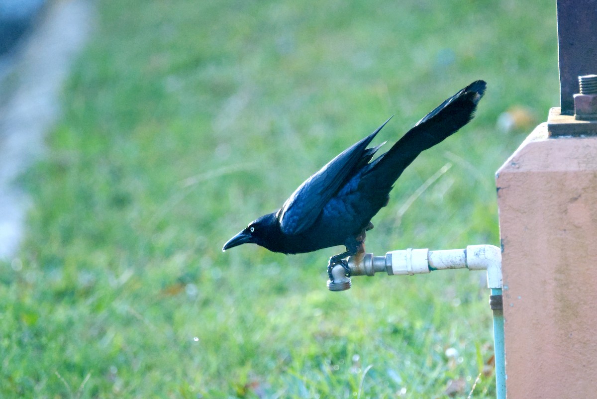 Great-tailed Grackle - ML618083676