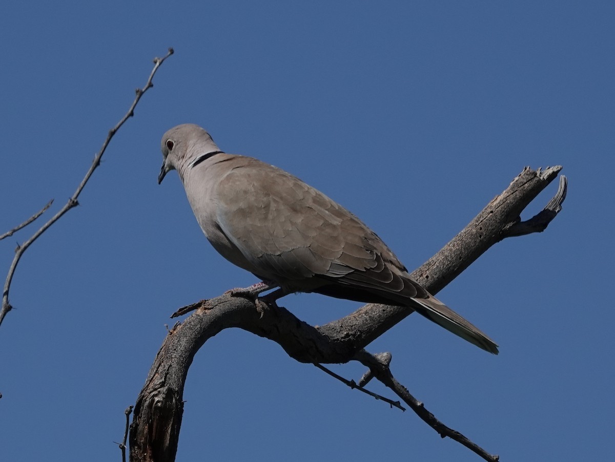 Eurasian Collared-Dove - Robin Oxley 🦉