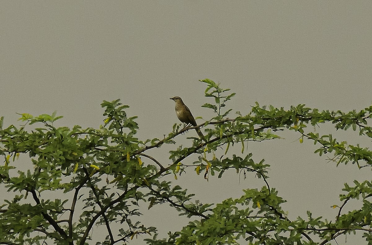 Striated Grassbird - Prasanna Gautam