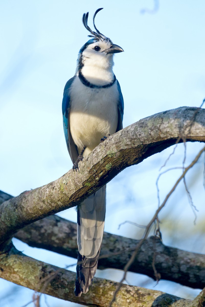White-throated Magpie-Jay - ML618083696
