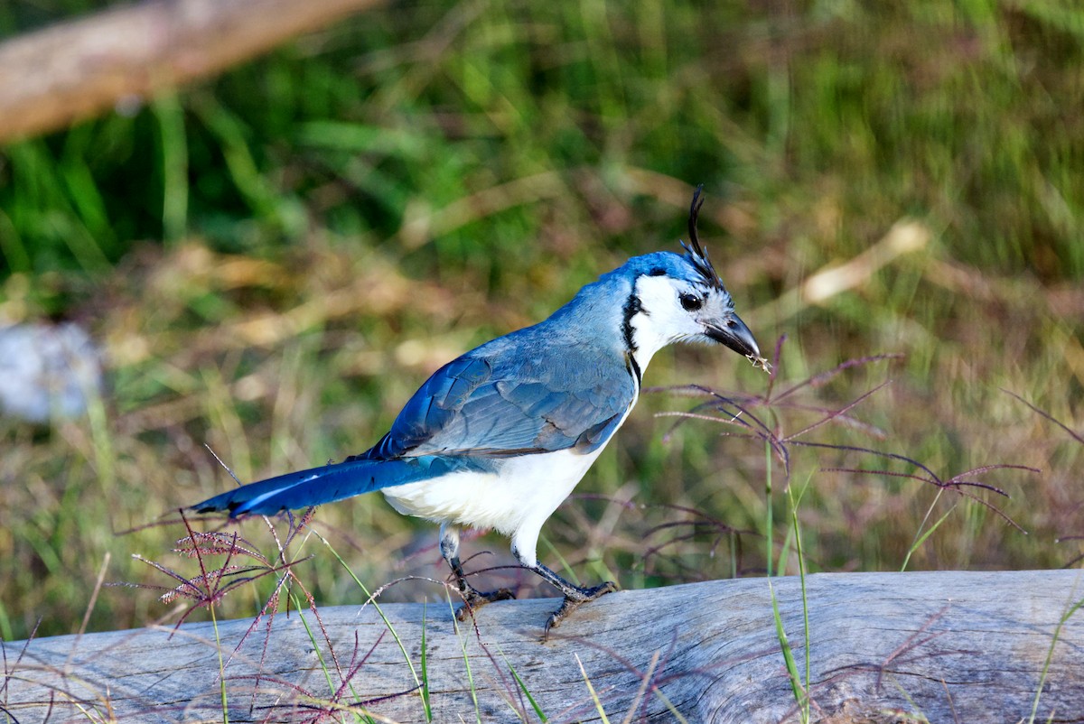 White-throated Magpie-Jay - Travis Vance