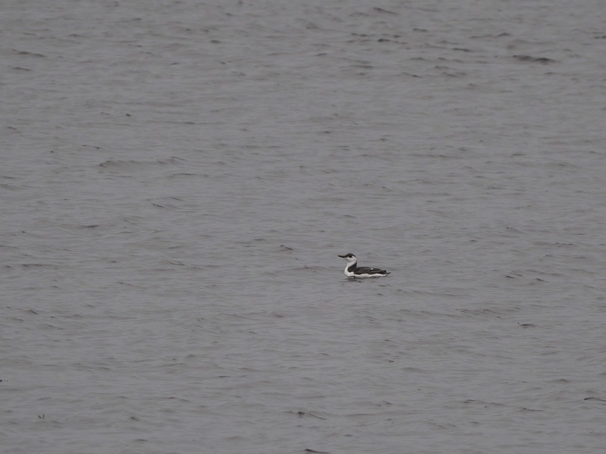 Common Murre - Tom Carley