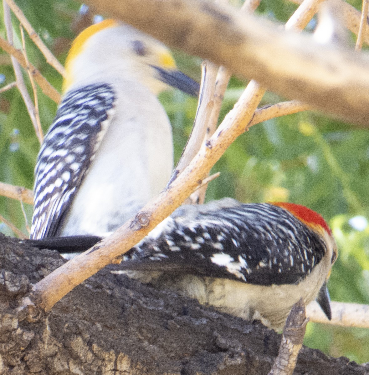Golden-fronted x Red-bellied Woodpecker (hybrid) - ML618083706