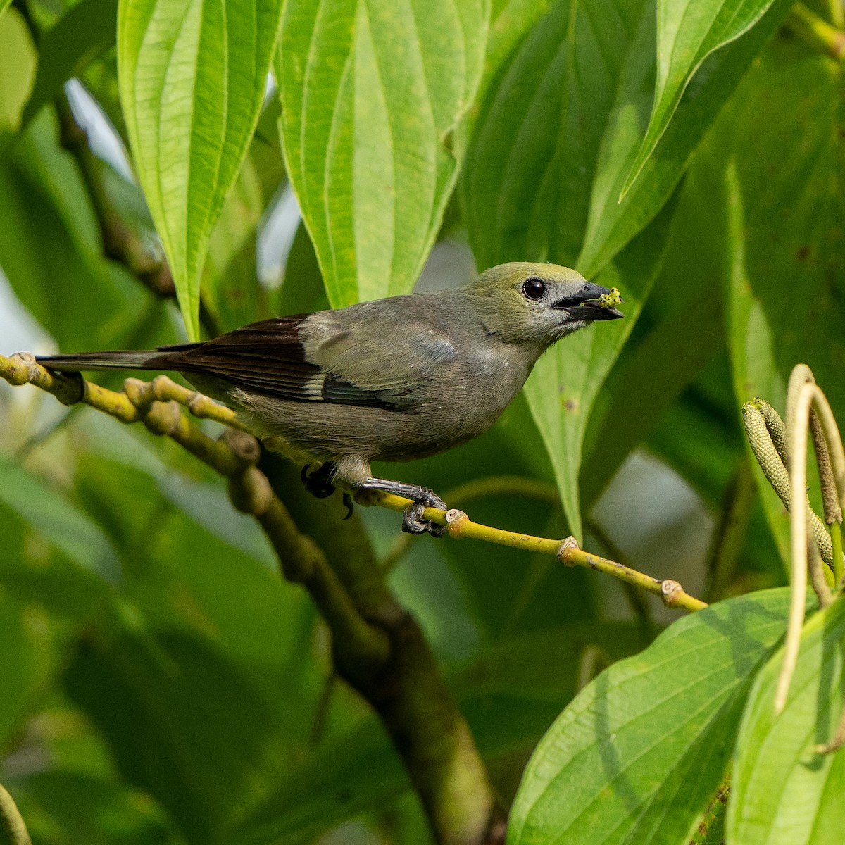 Palm Tanager - Anthony Batista
