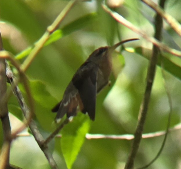 Краснохвостый колибри-отшельник - ML618083719