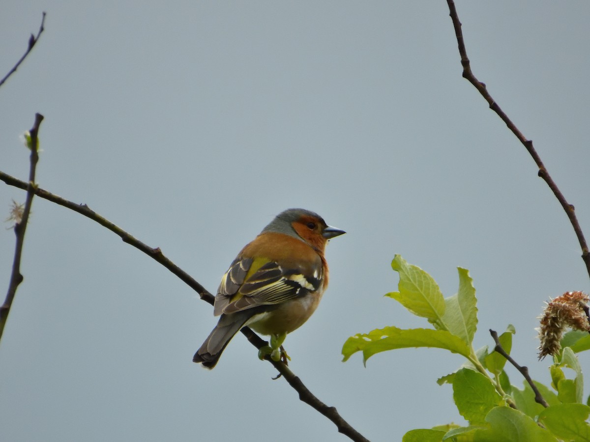 Common Chaffinch - Dennis op 't Roodt