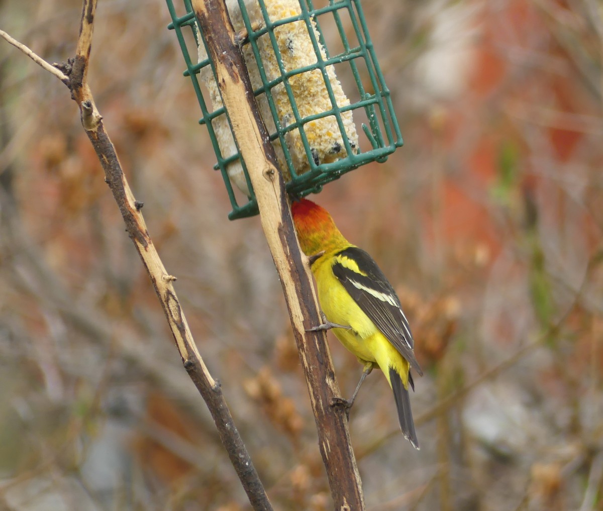 Western Tanager - ML618083755