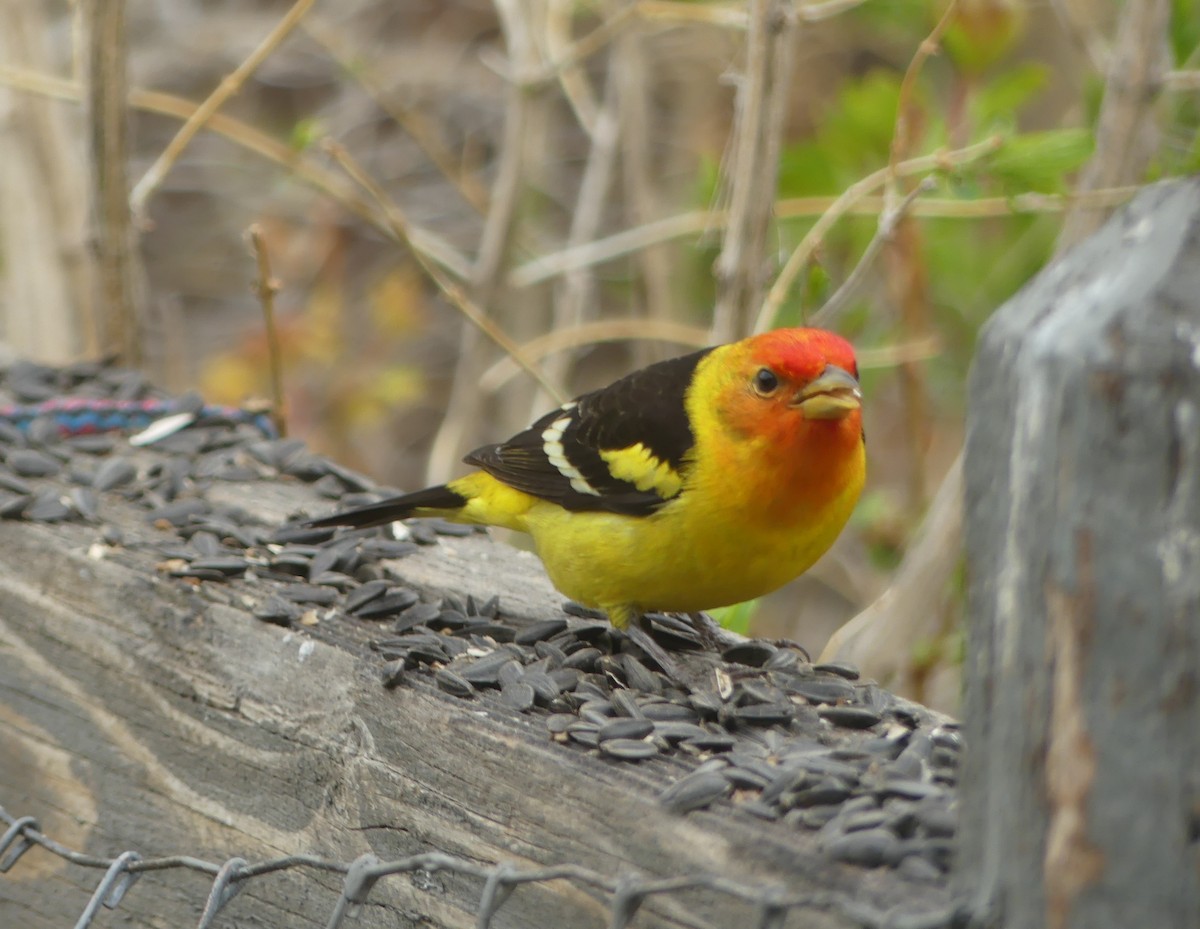 Western Tanager - Howard Weinberg