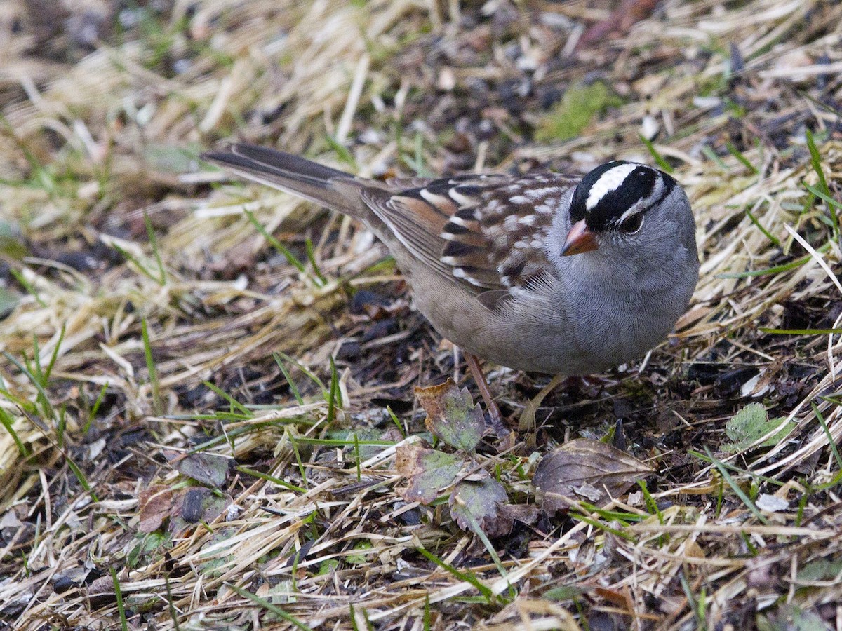 White-crowned Sparrow - ML618083762
