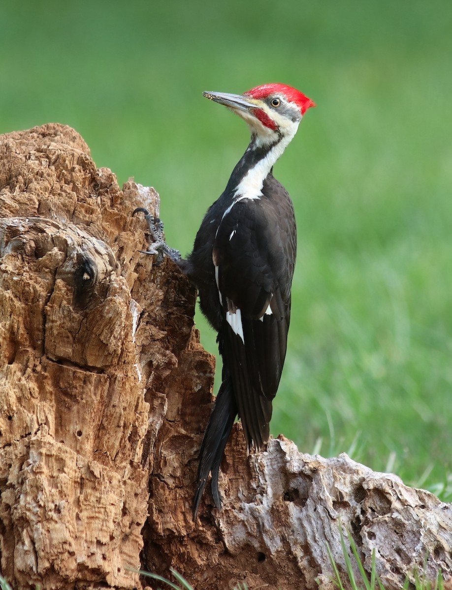 Pileated Woodpecker - Daniel Loss