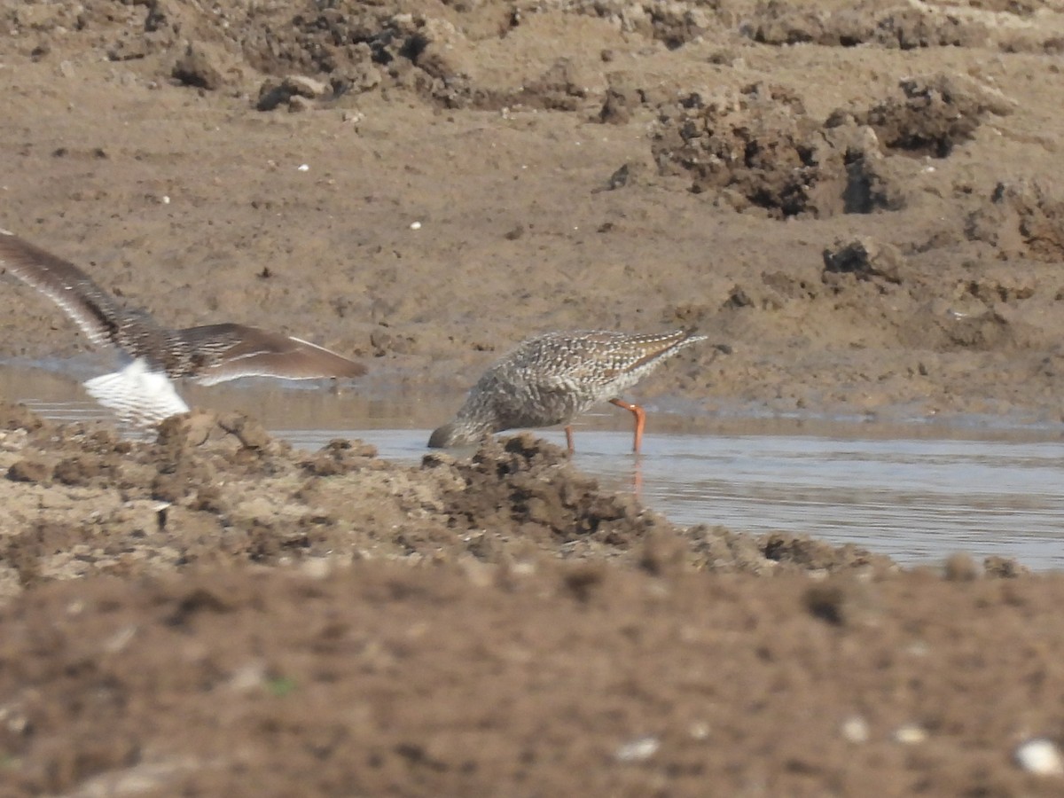 Spotted Redshank - ML618083807
