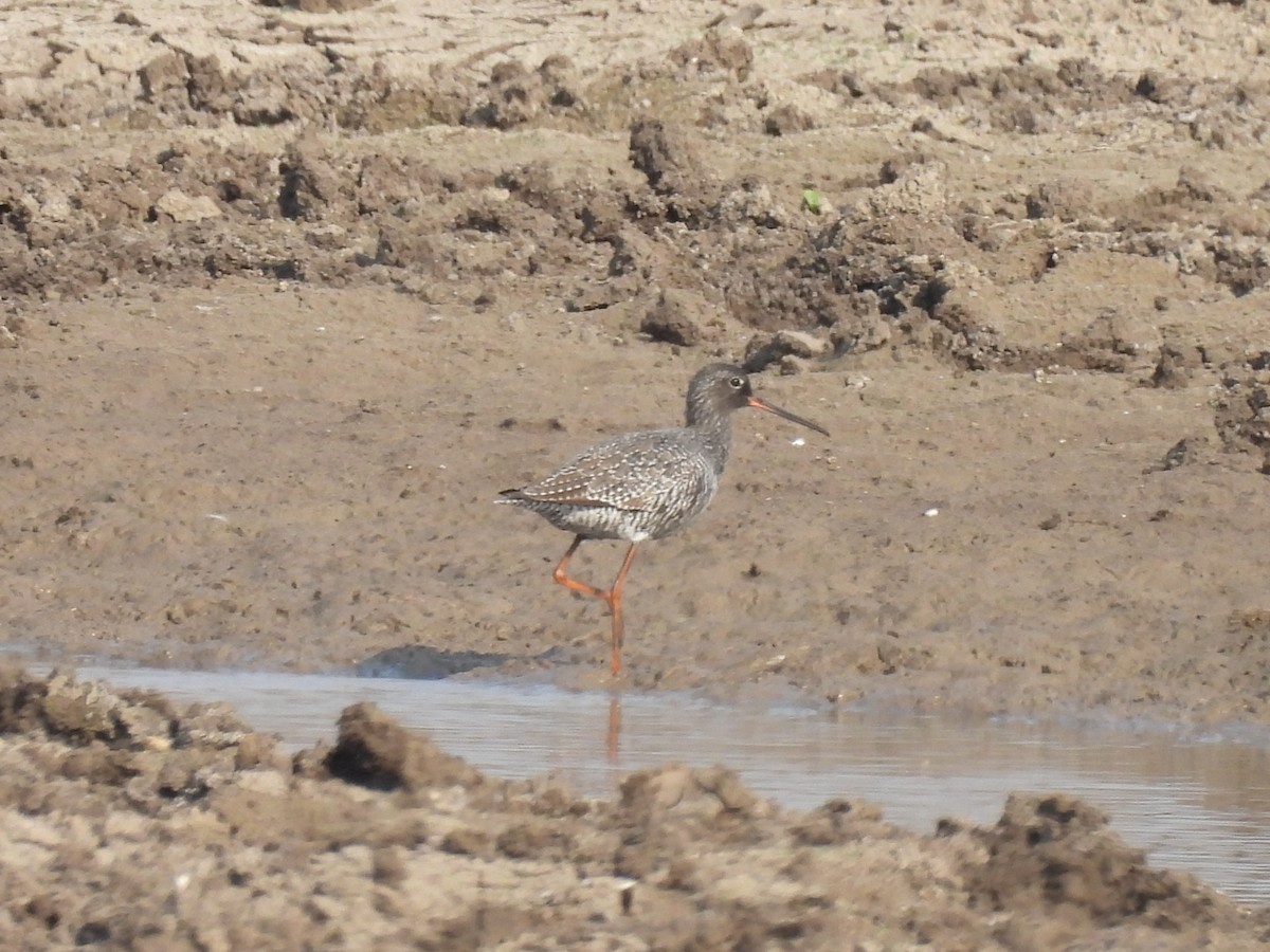 Spotted Redshank - ML618083819