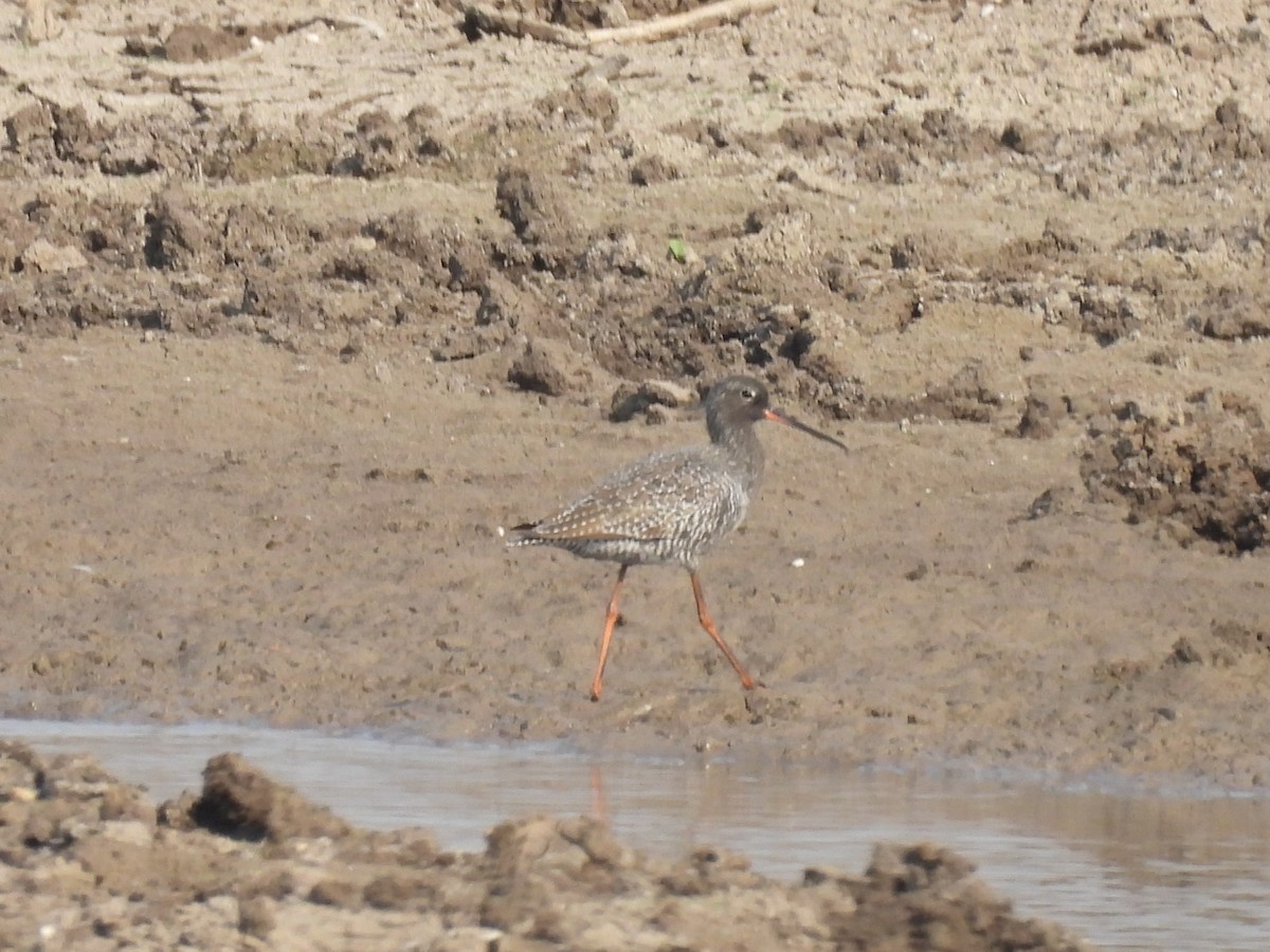 Spotted Redshank - ML618083820