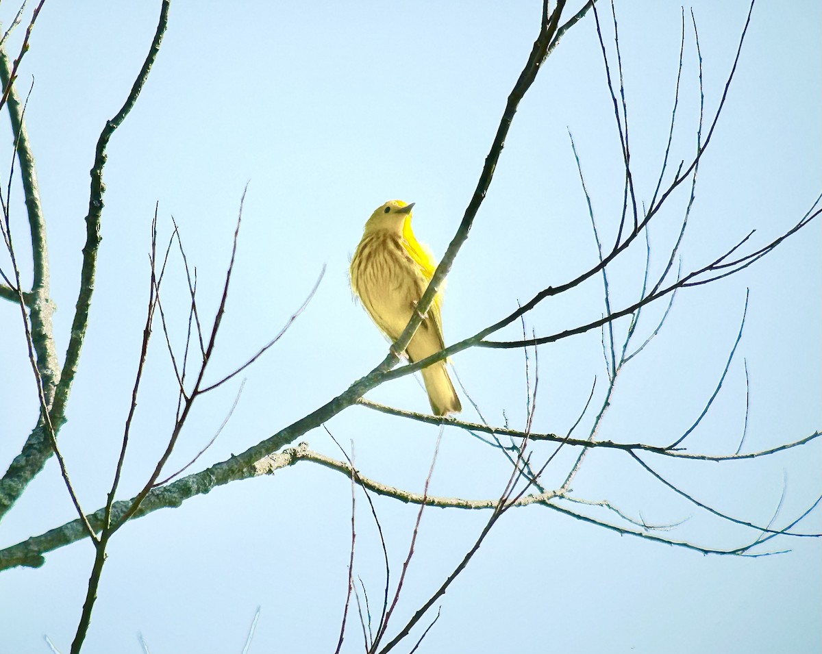 Yellow Warbler - ML618083821