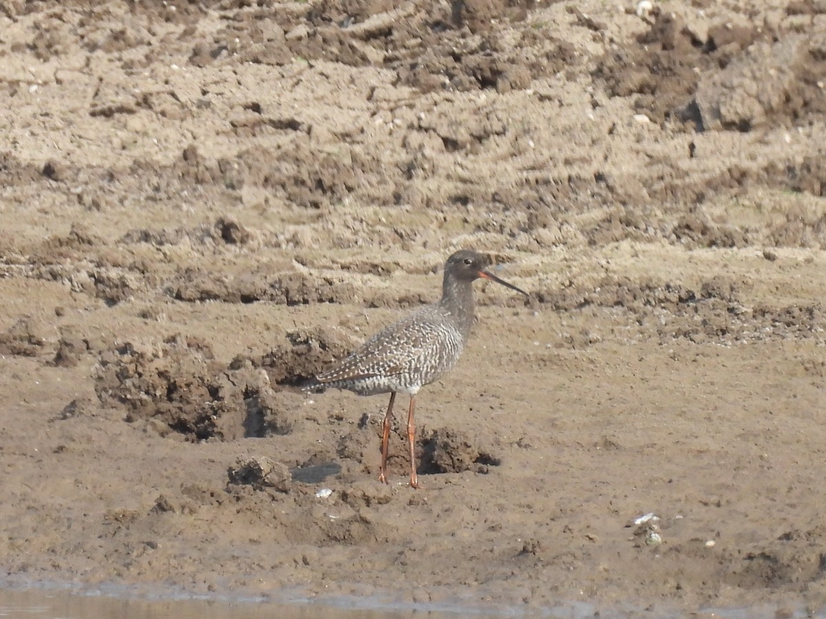 Spotted Redshank - ML618083824