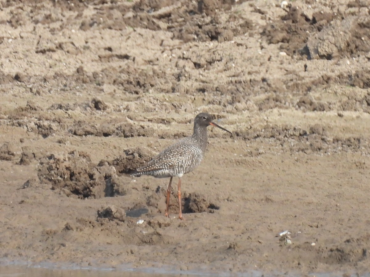 Spotted Redshank - ML618083825