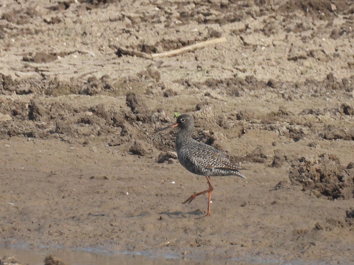 Spotted Redshank - ML618083826