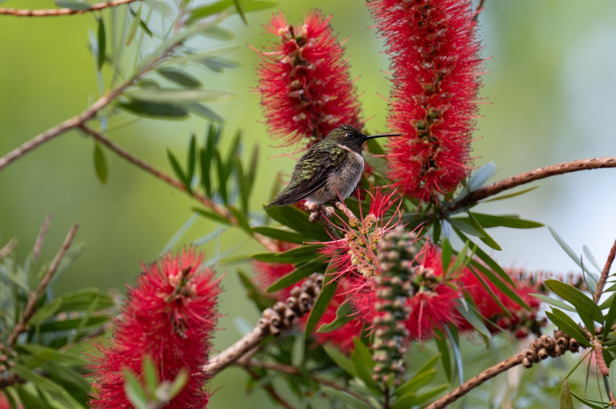 Ruby-throated Hummingbird - Mark Stockfish