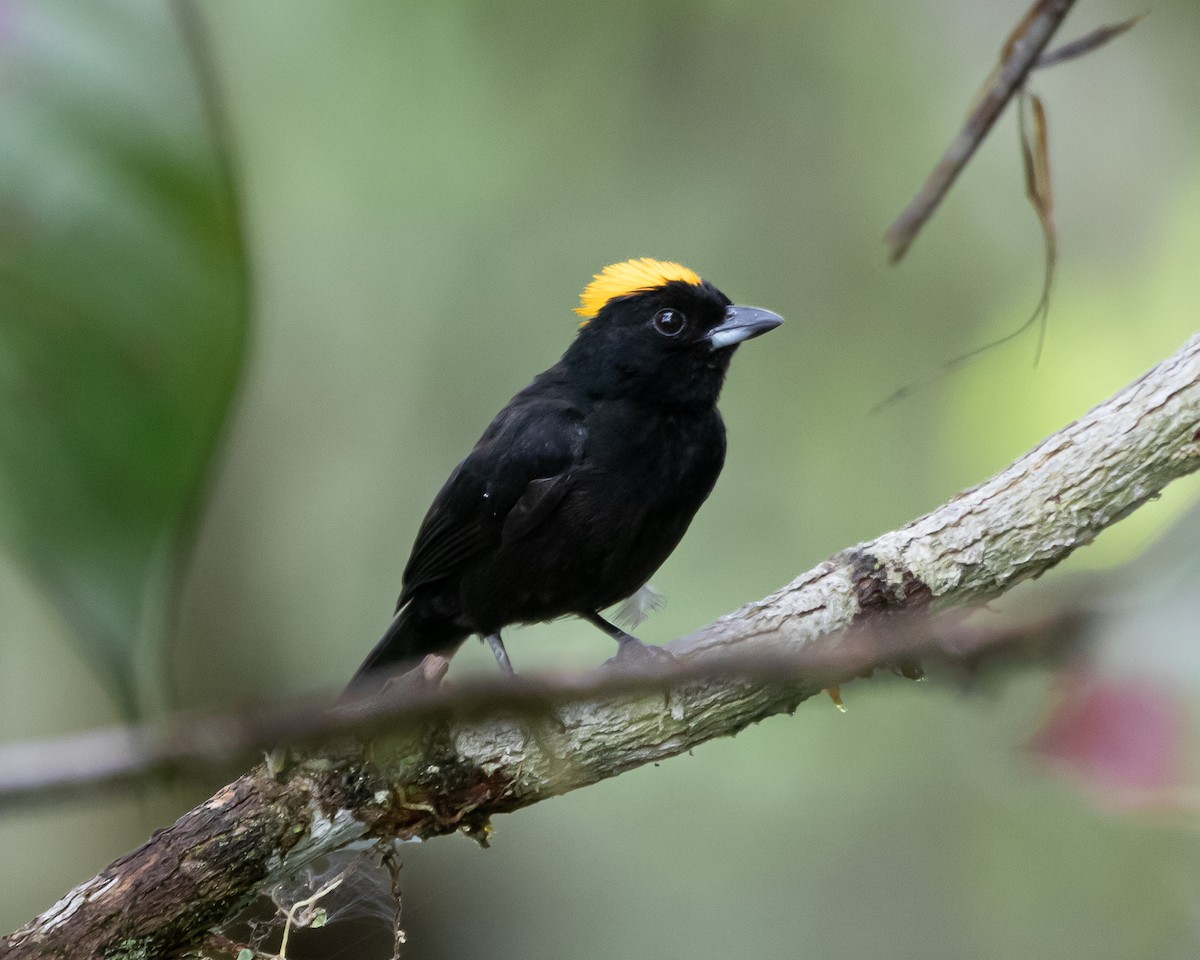 Tawny-crested Tanager - ML618083857
