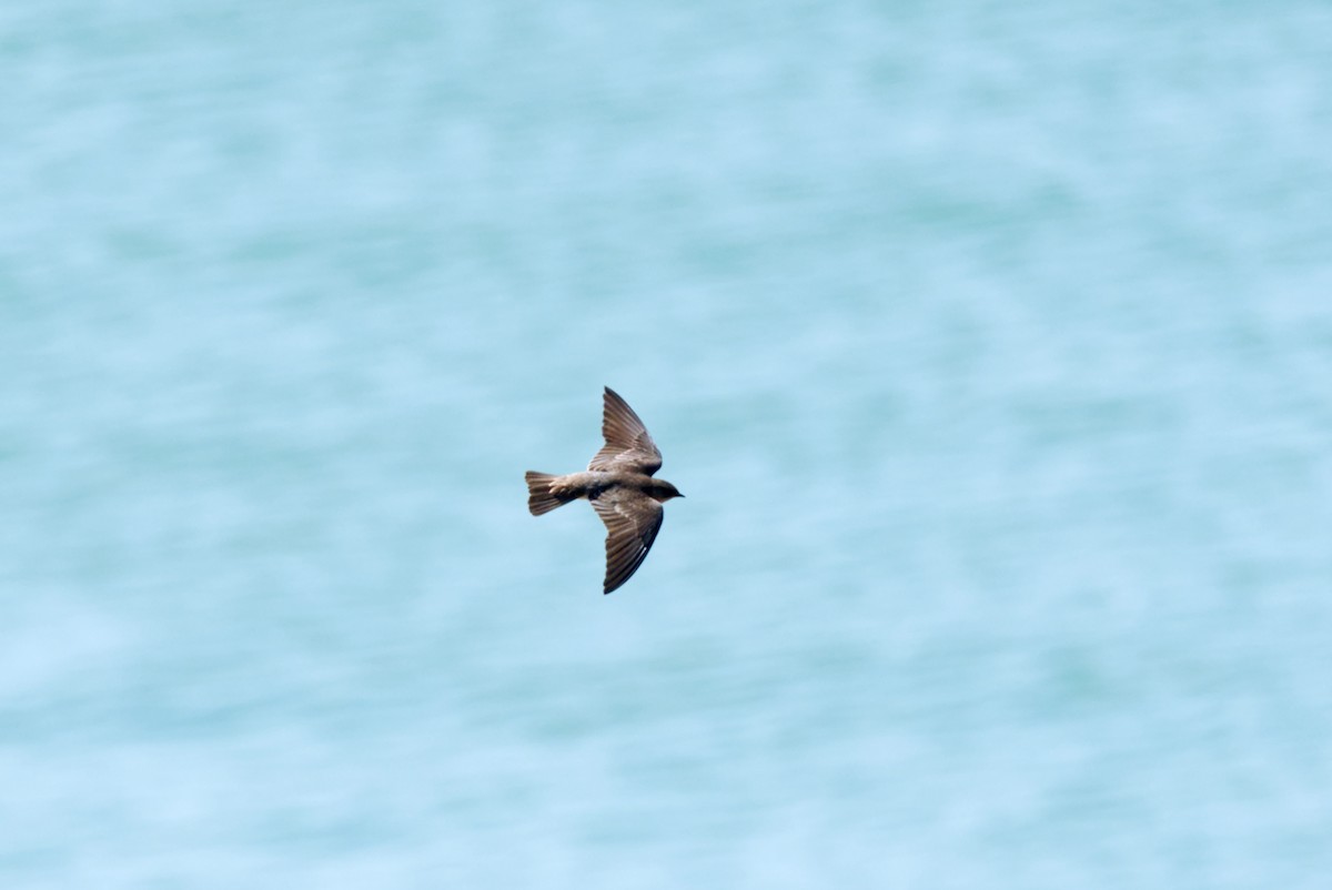 Northern Rough-winged Swallow - ML618083873
