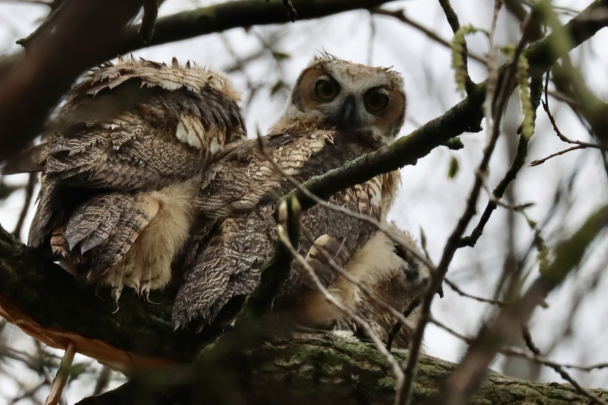 Great Horned Owl - ML618083906