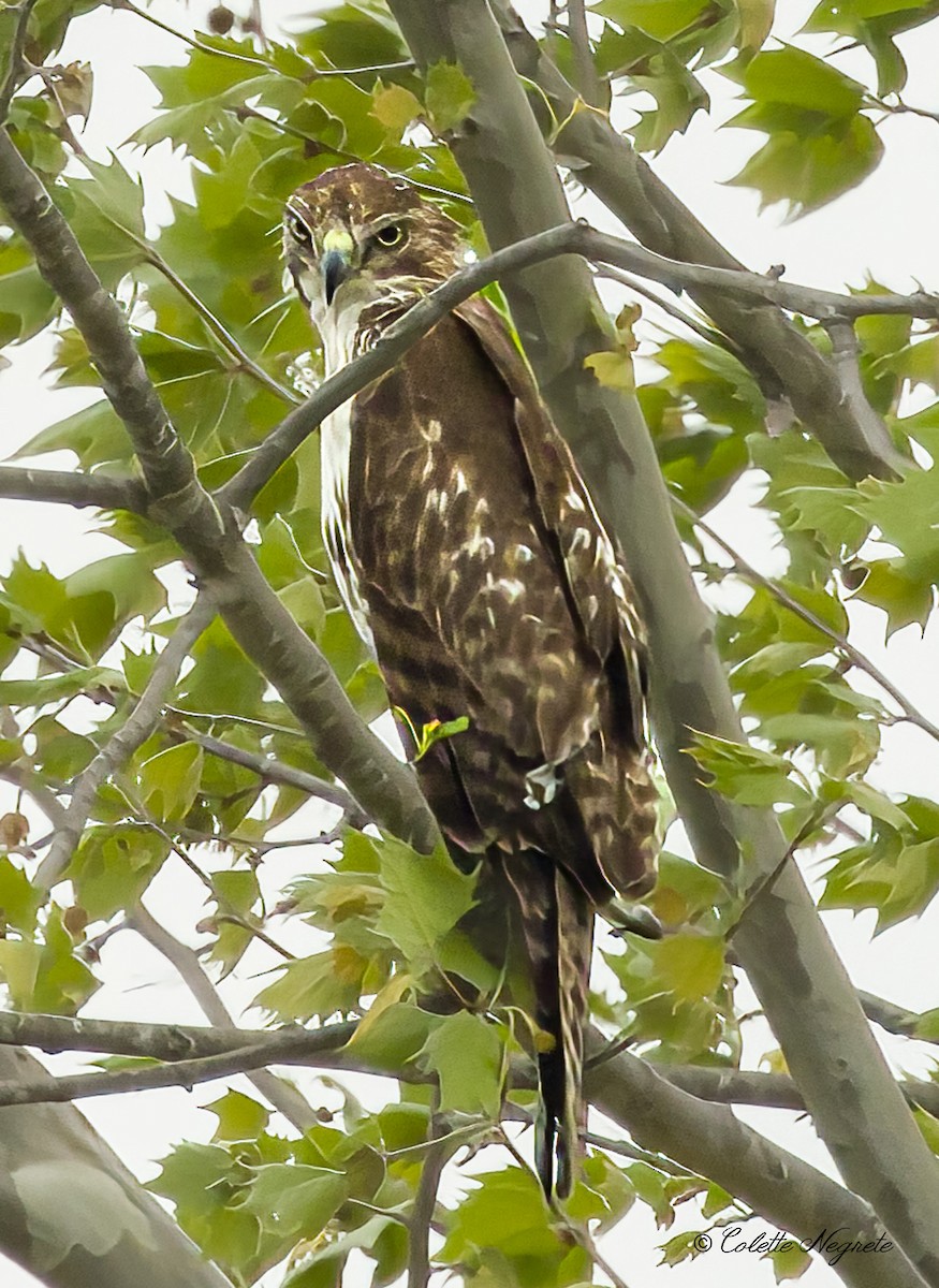 Red-tailed Hawk - Colette Vranicar