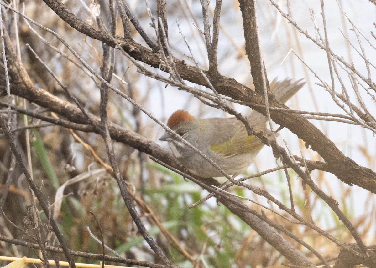 Green-tailed Towhee - Anonymous