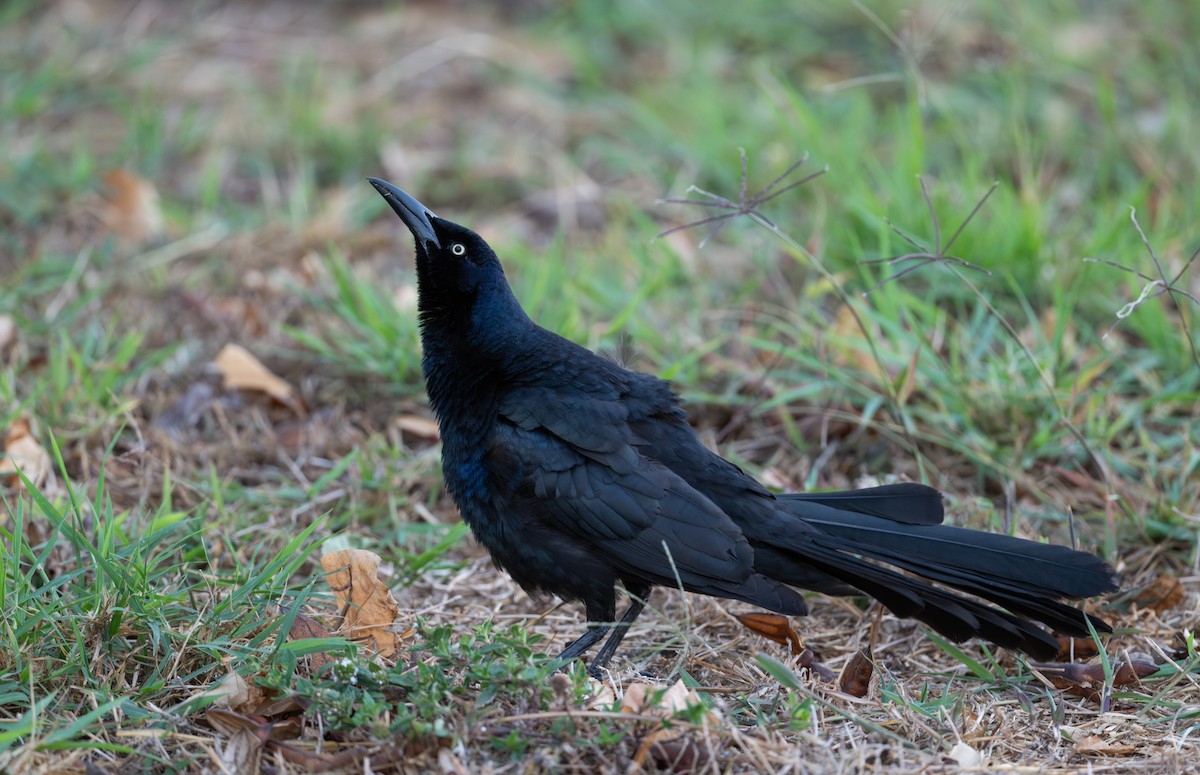 Great-tailed Grackle - ML618083997