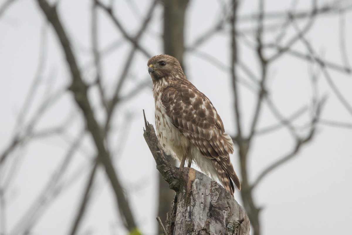 Red-shouldered Hawk - Emily Smith