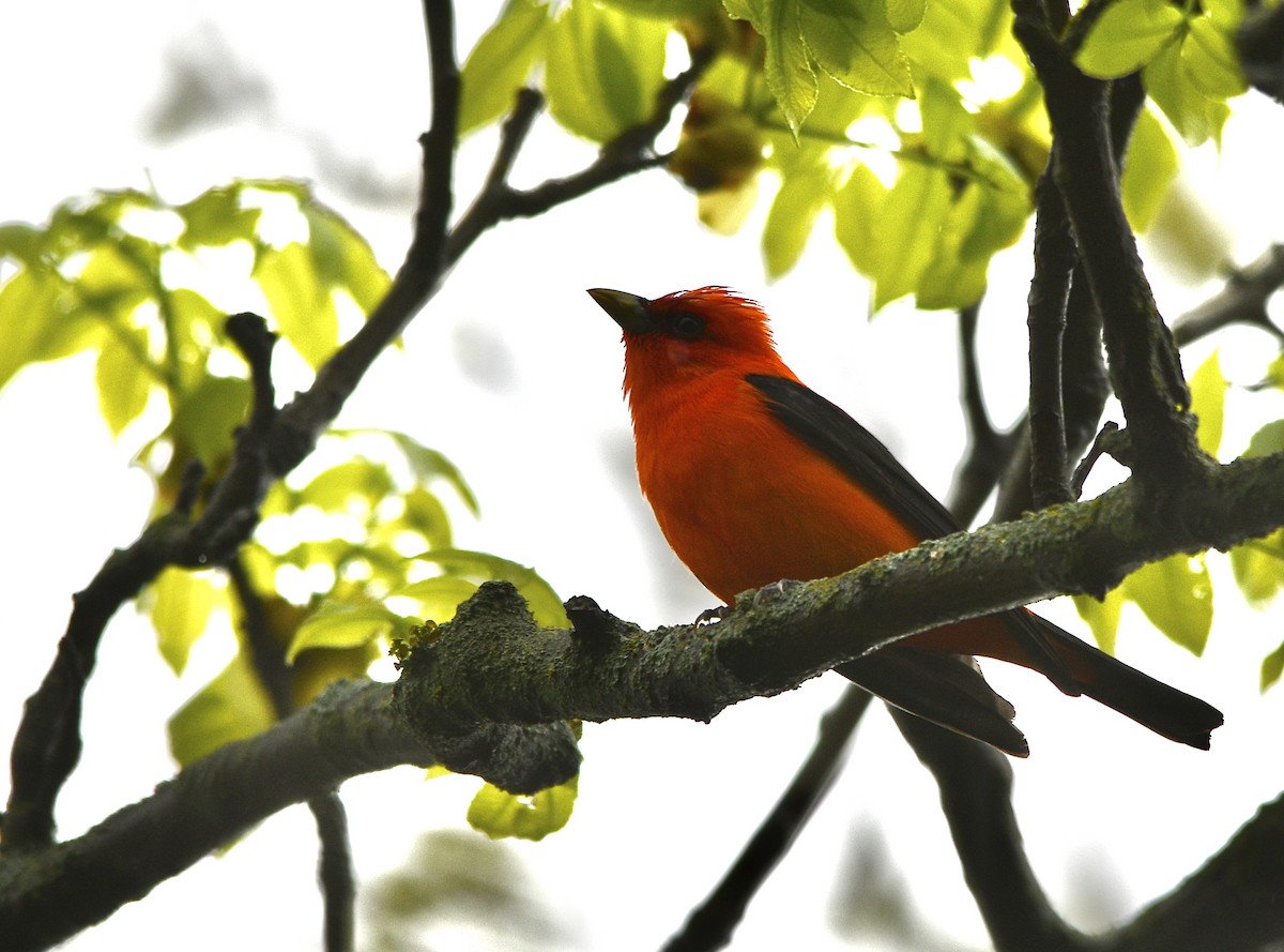 Scarlet Tanager - ML618084034