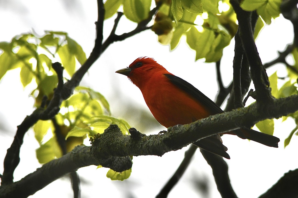 Scarlet Tanager - ML618084035