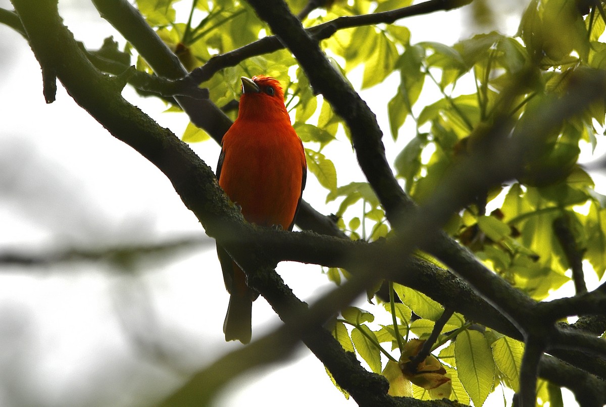 Scarlet Tanager - ML618084036