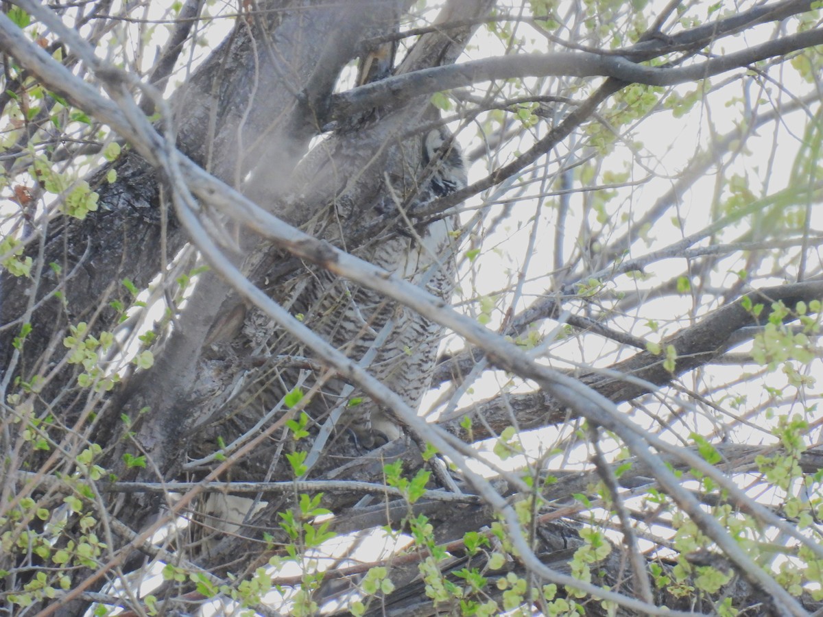 Great Horned Owl - ML618084046